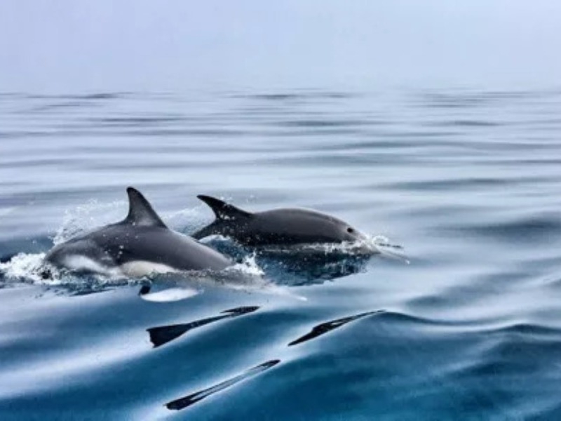 Explora Journeys Explora 1 durabilité environnementale